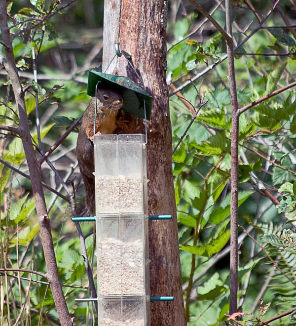 Squirell in bird feeded squirell in bird feeder
